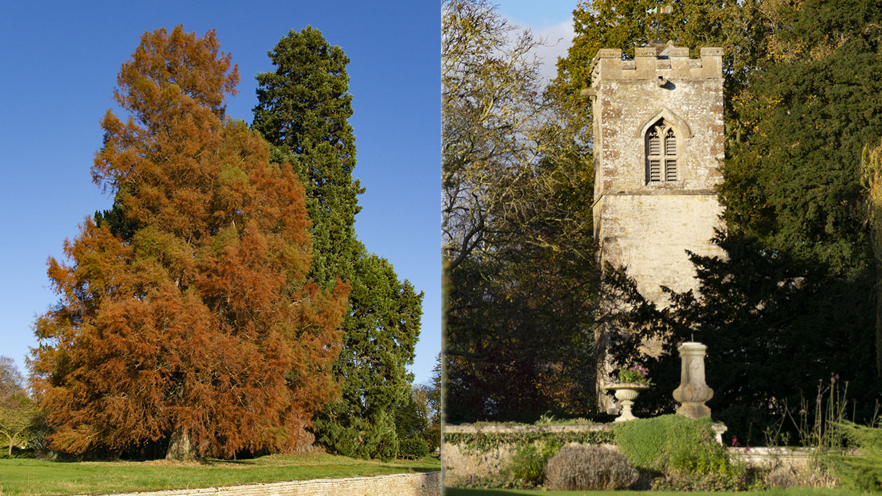 Autumnal Swamp Cyprus & St Martin's Church Shining Bright