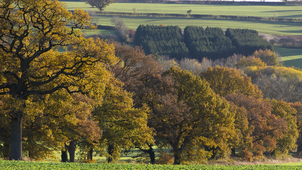 Beautiful autumn colours captured in the afternoon sunshine...